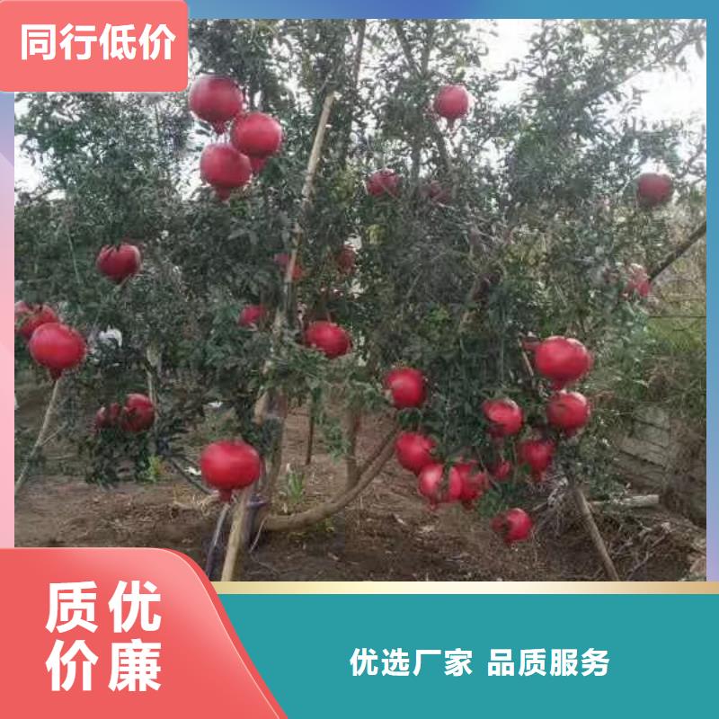 石榴猕猴桃苗实力优品