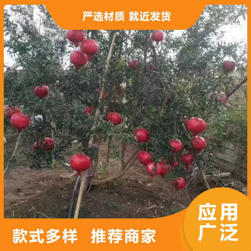 石榴_杏树苗用心制造
