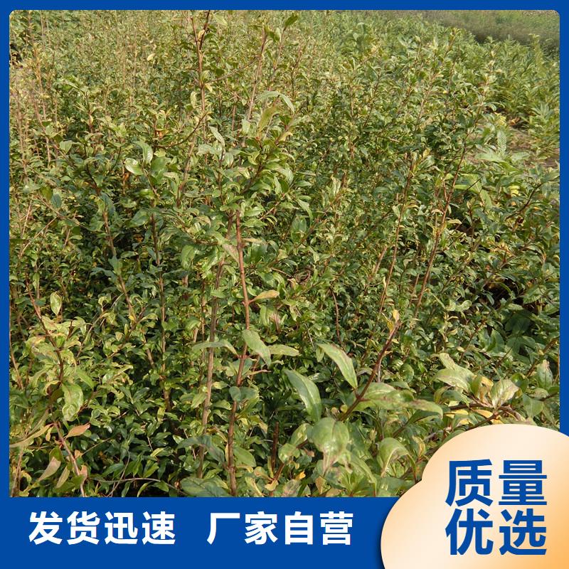 石榴-西瓜番石榴苗品质优选