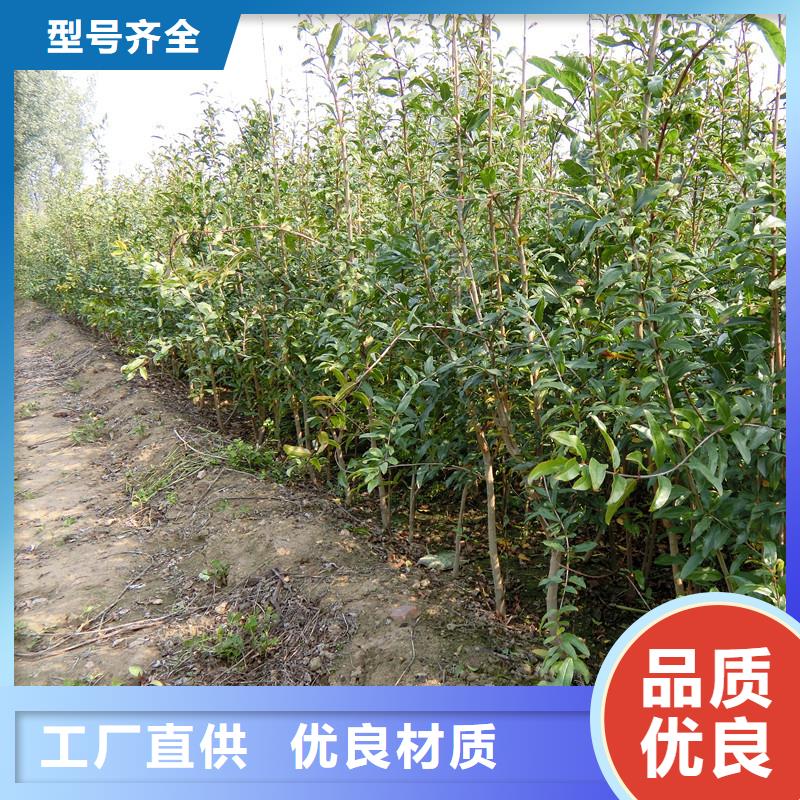 石榴石榴树专业生产N年