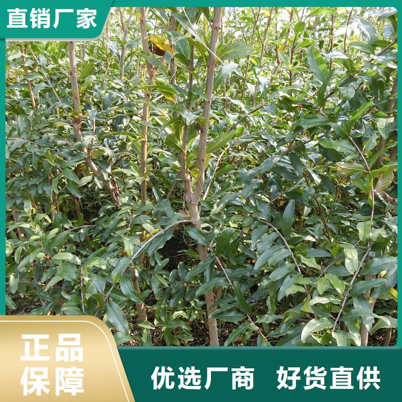 【石榴蓝莓苗量少也做】