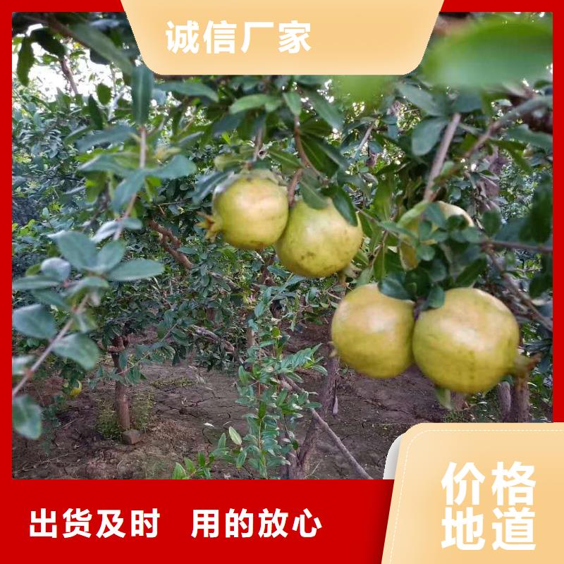 【石榴】梨树苗用心做产品