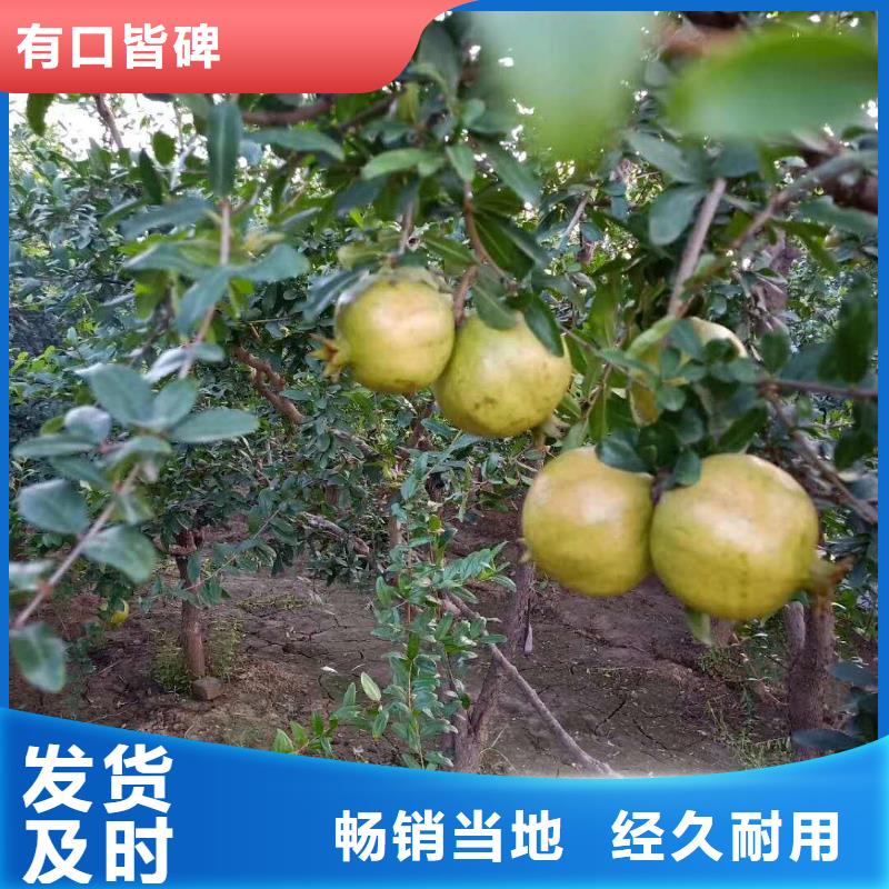 【石榴】苹果苗注重细节
