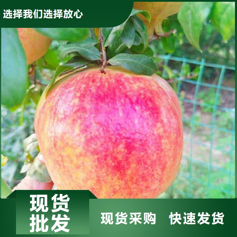 石榴石榴树追求细节品质