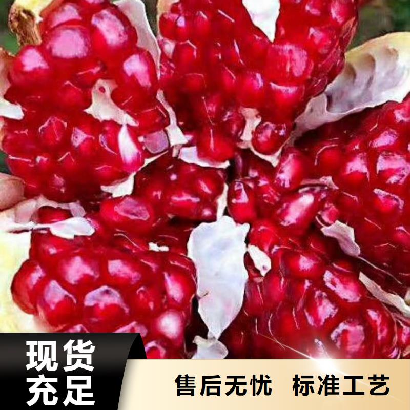 石榴桃树苗细节决定品质