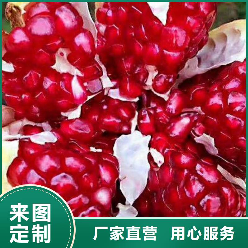 【石榴】_蓝莓苗海量现货直销