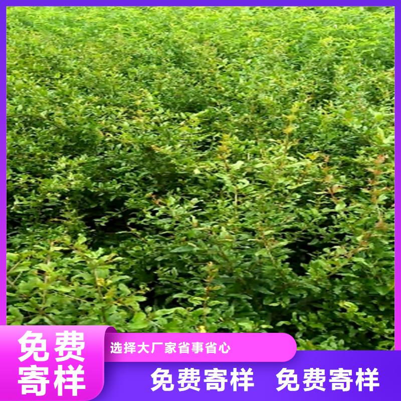 【石榴】梨树苗用心做产品