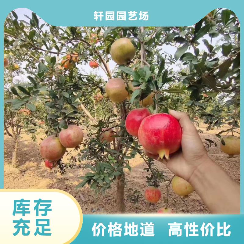 石榴,【草莓苗】厂家销售