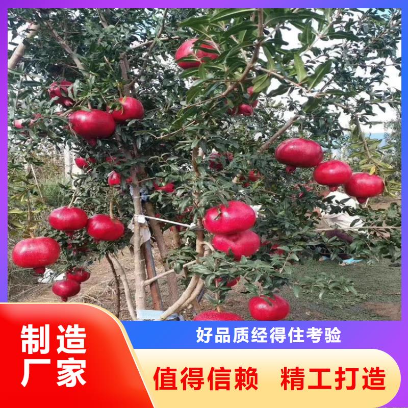 石榴石榴树专业生产N年