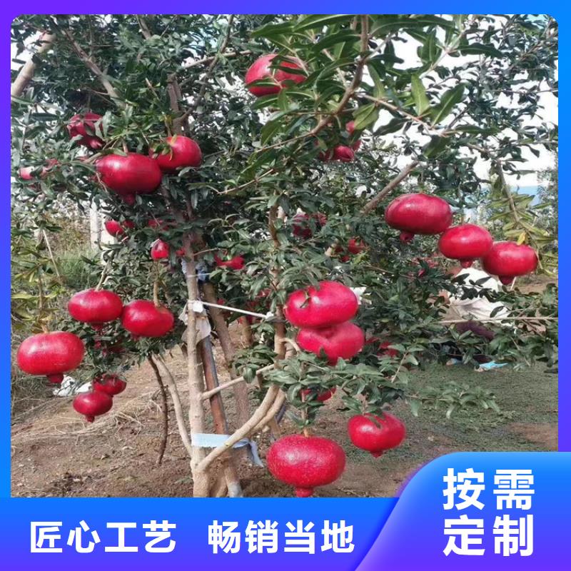 石榴葡萄苗实力大厂家