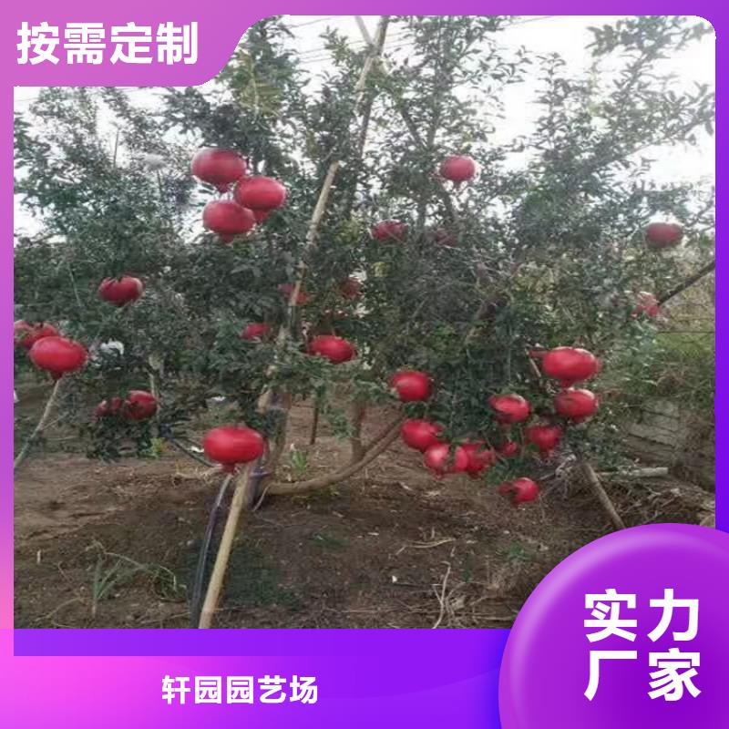 石榴石榴树专业生产N年