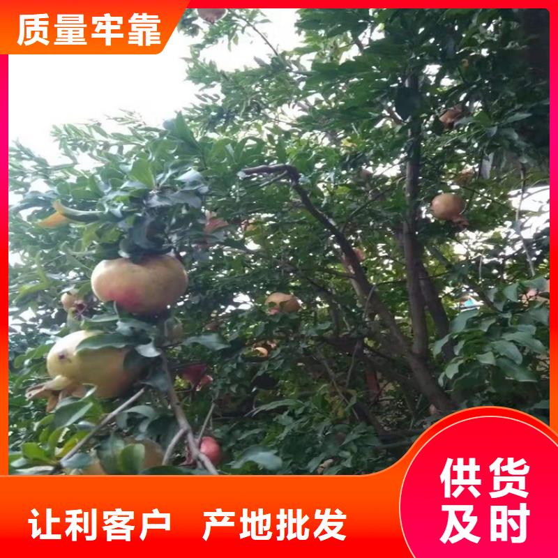 石榴樱桃苗品质保障价格合理