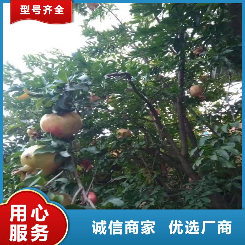 石榴石榴树专业生产N年