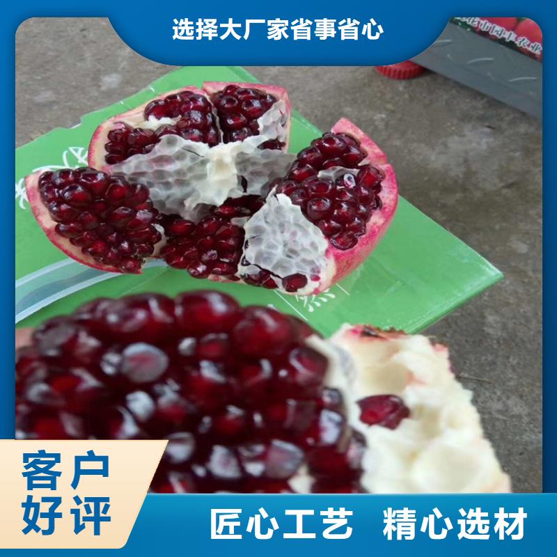 石榴石榴树专业生产N年