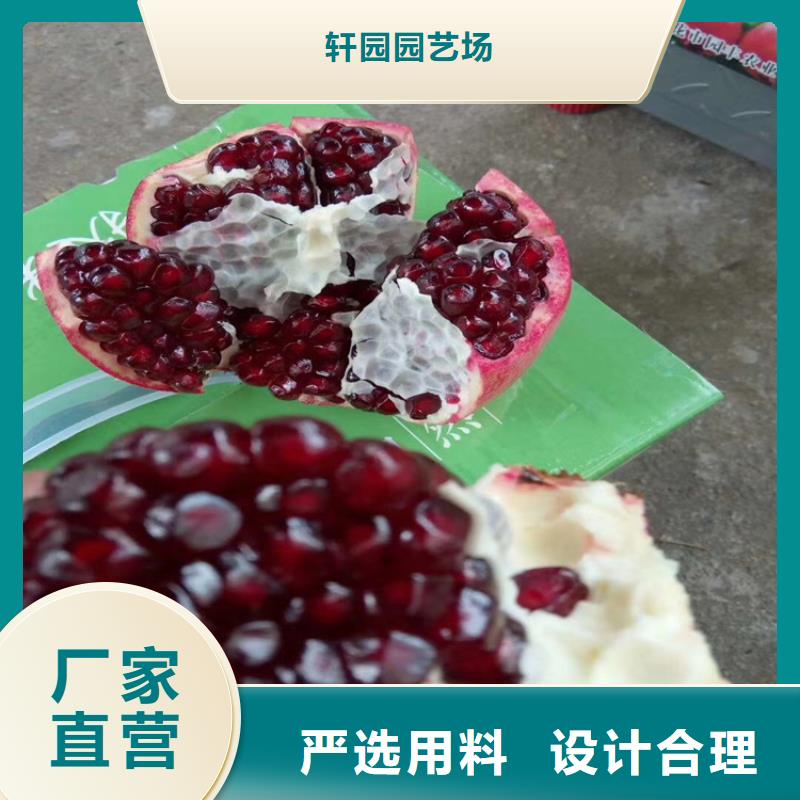 石榴樱桃苗拥有核心技术优势