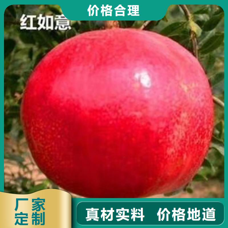 石榴石榴树苗价格公道合理