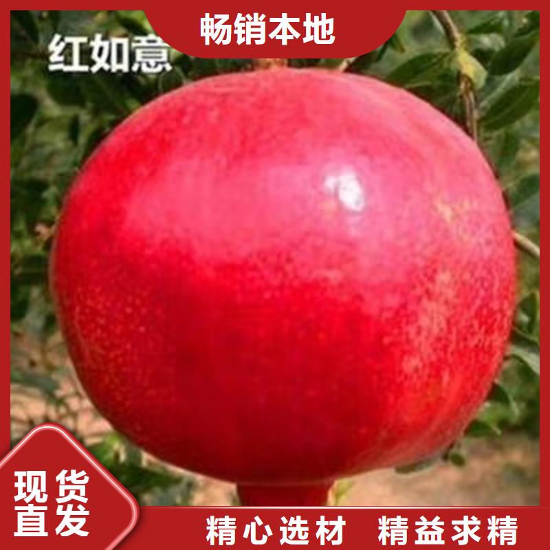 石榴苹果苗用好材做好产品