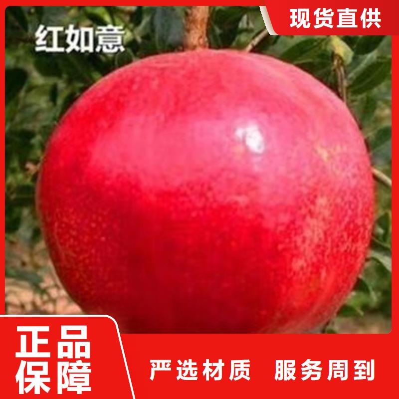 石榴猕猴桃苗实力优品