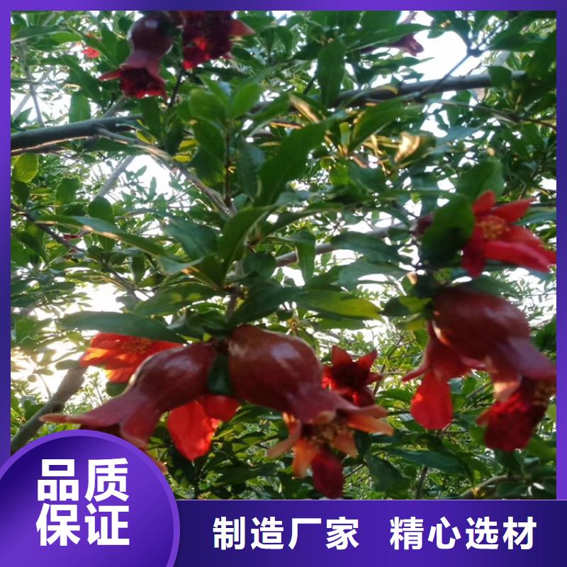 石榴【樱桃苗】现货充足