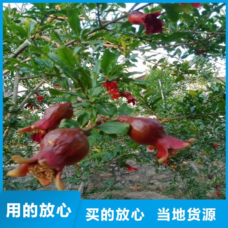 石榴,【草莓苗】厂家销售