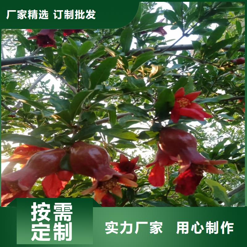 石榴葡萄苗实力大厂家