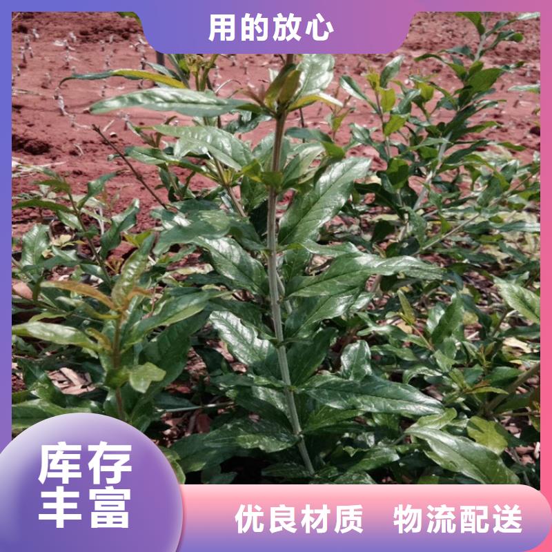 石榴樱桃苗拥有核心技术优势