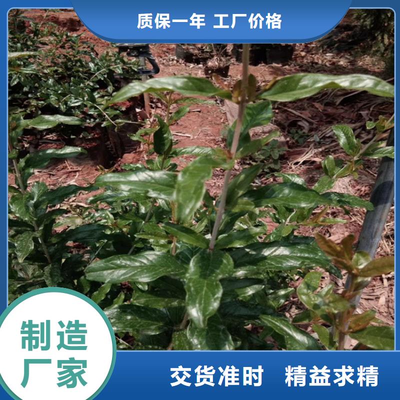 石榴石榴树追求细节品质