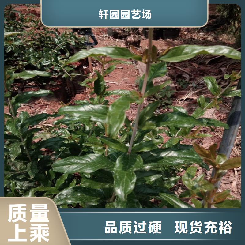 【石榴】_蓝莓苗海量现货直销