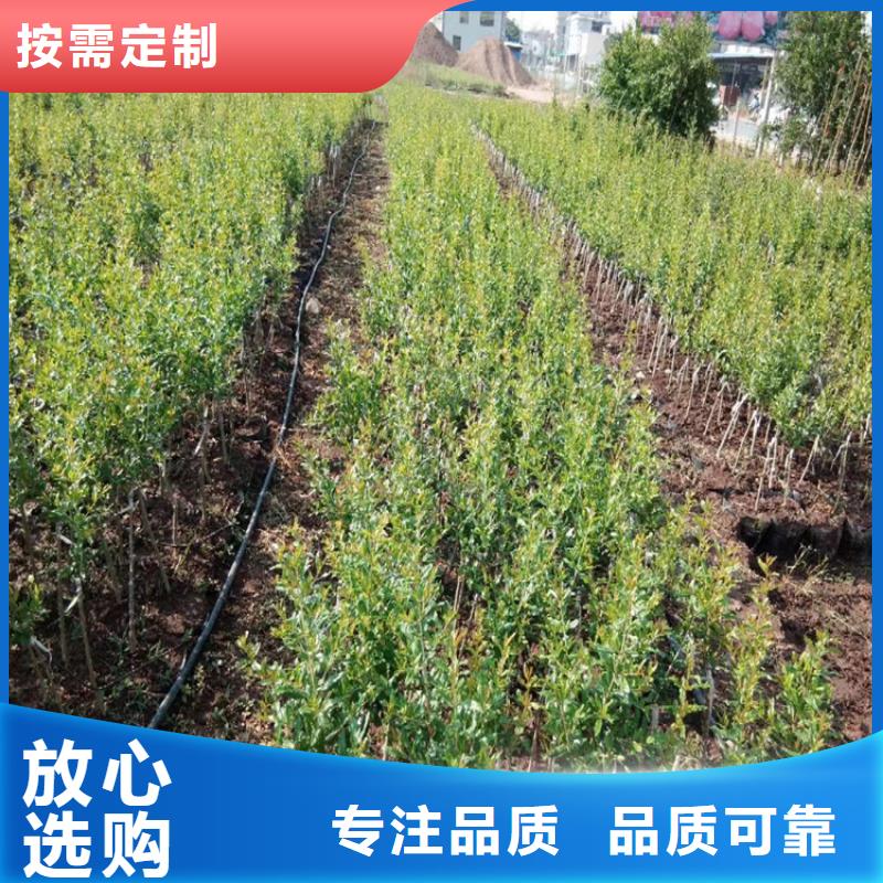 石榴葡萄苗一站式厂家