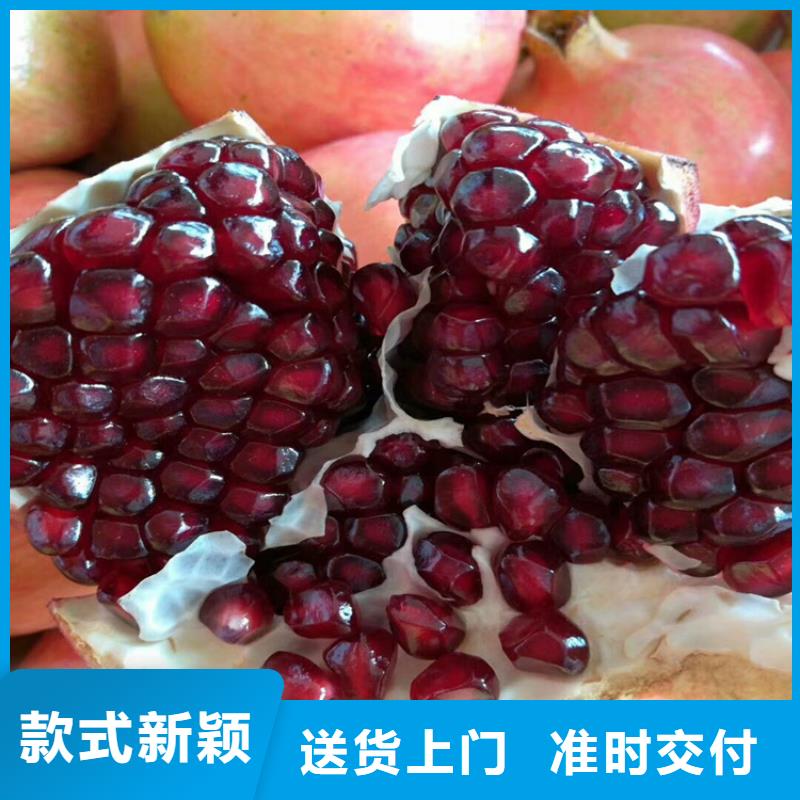 【石榴】_蓝莓苗海量现货直销