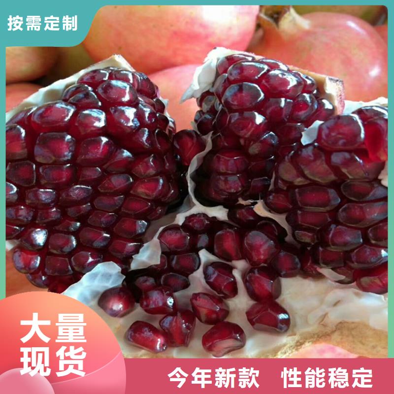 【石榴樱桃苗大厂生产品质】
