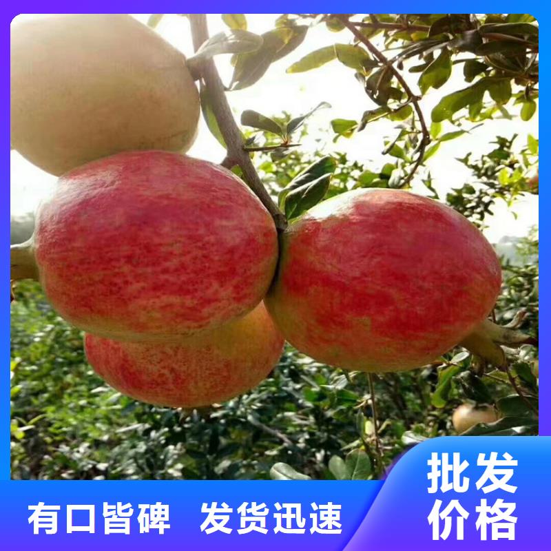 【石榴苹果苗厂家直销规格多样】