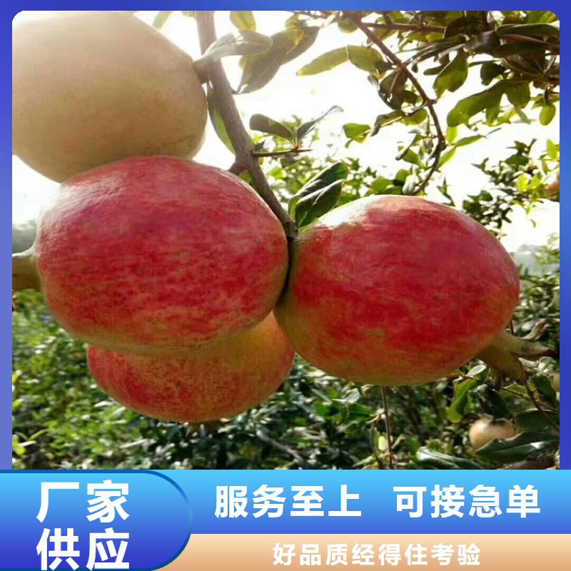 石榴,樱桃苗源头直供