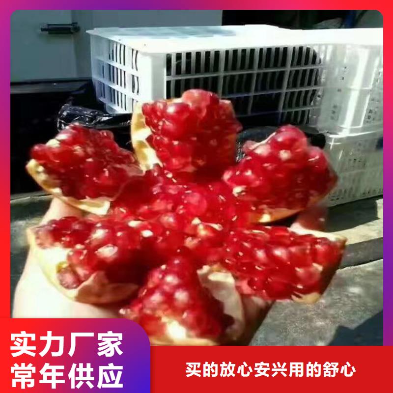 石榴石榴树苗价格公道合理