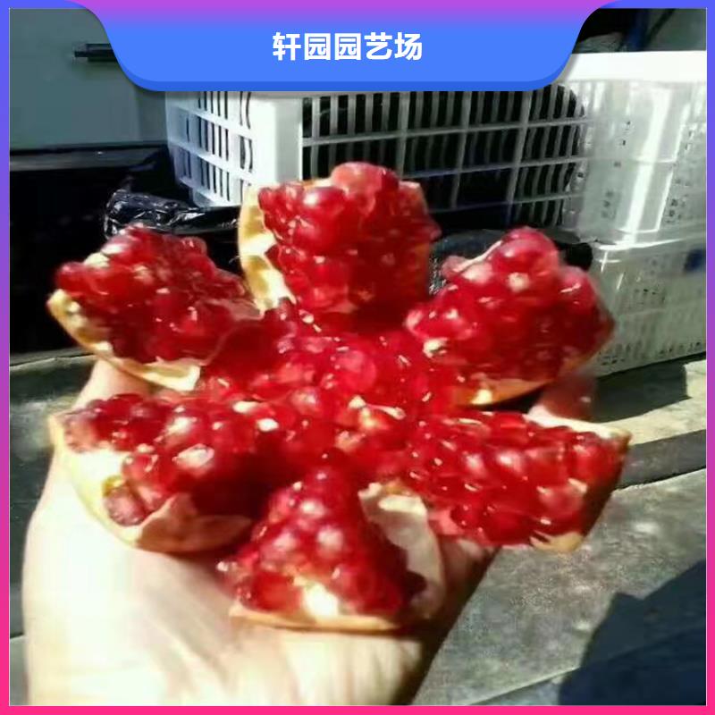 石榴-西瓜番石榴苗品质优选