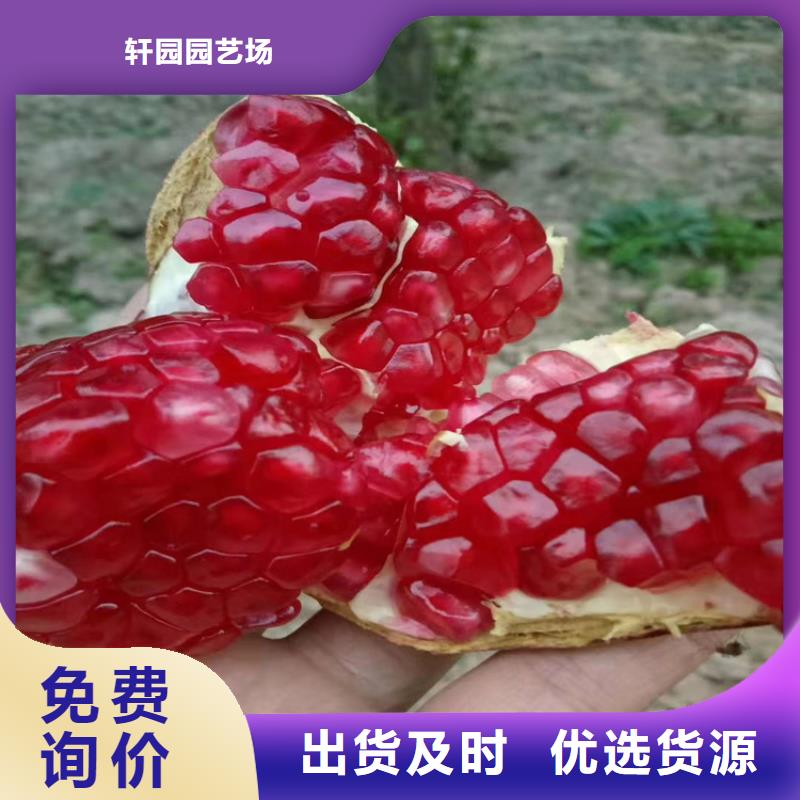 石榴石榴树追求细节品质