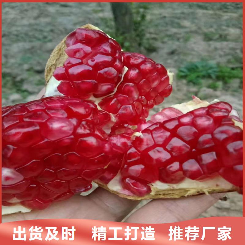【石榴苹果苗厂家直销规格多样】