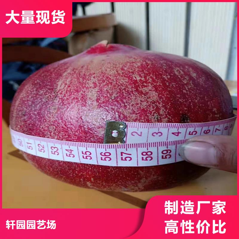 石榴苹果苗设备齐全支持定制