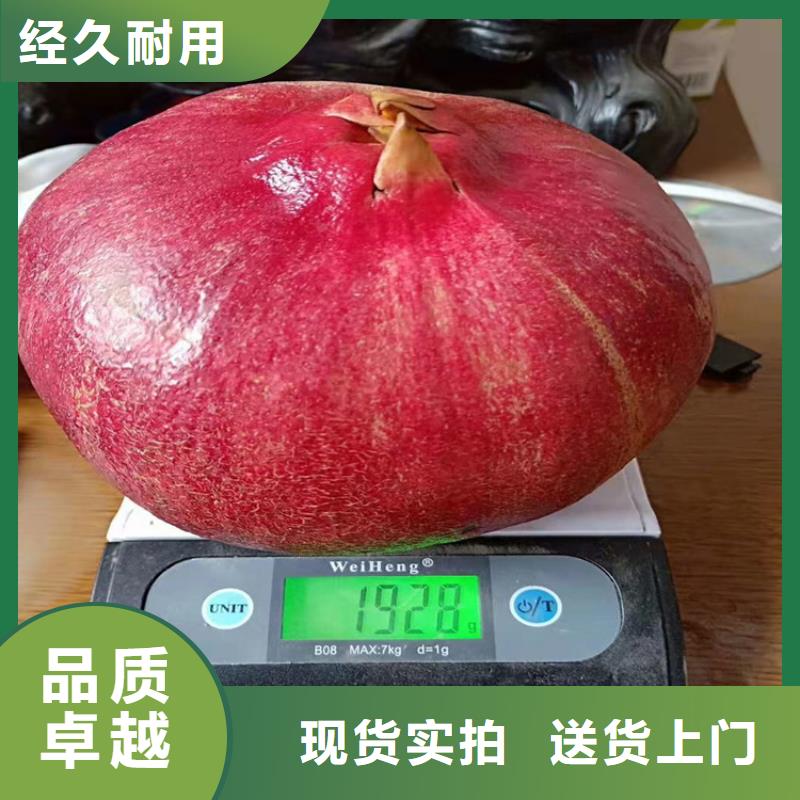石榴,樱桃苗源头直供