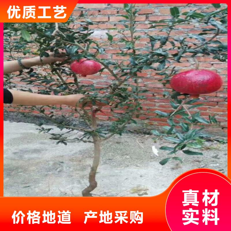 【石榴苹果苗厂家直销规格多样】