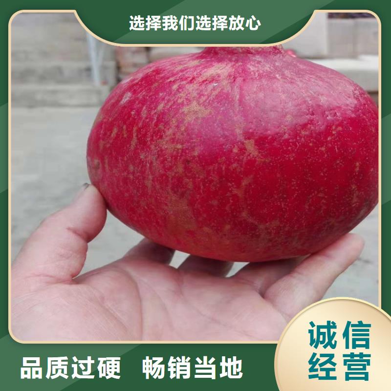 【石榴】苹果苗实地大厂
