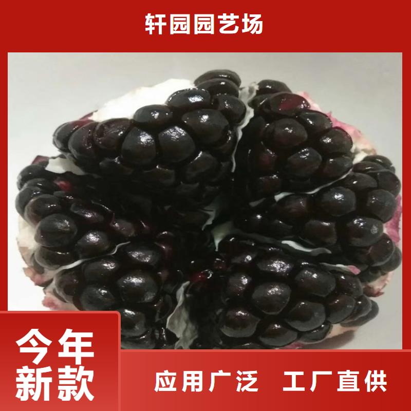 【石榴苹果苗厂家直销规格多样】