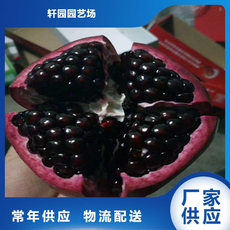 石榴石榴树苗价格公道合理
