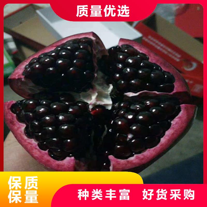 【石榴杏树苗实拍展现】