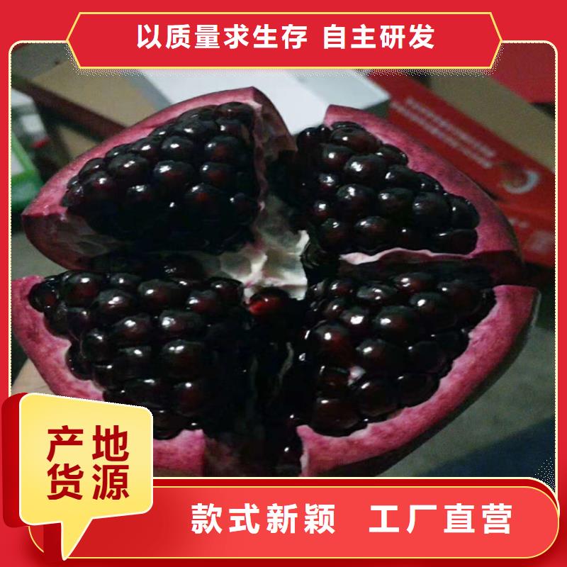 石榴苹果苗用好材做好产品