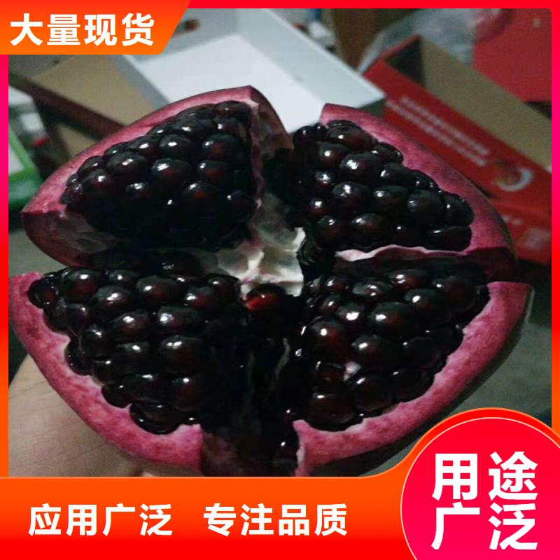 【石榴苹果苗厂家直销规格多样】