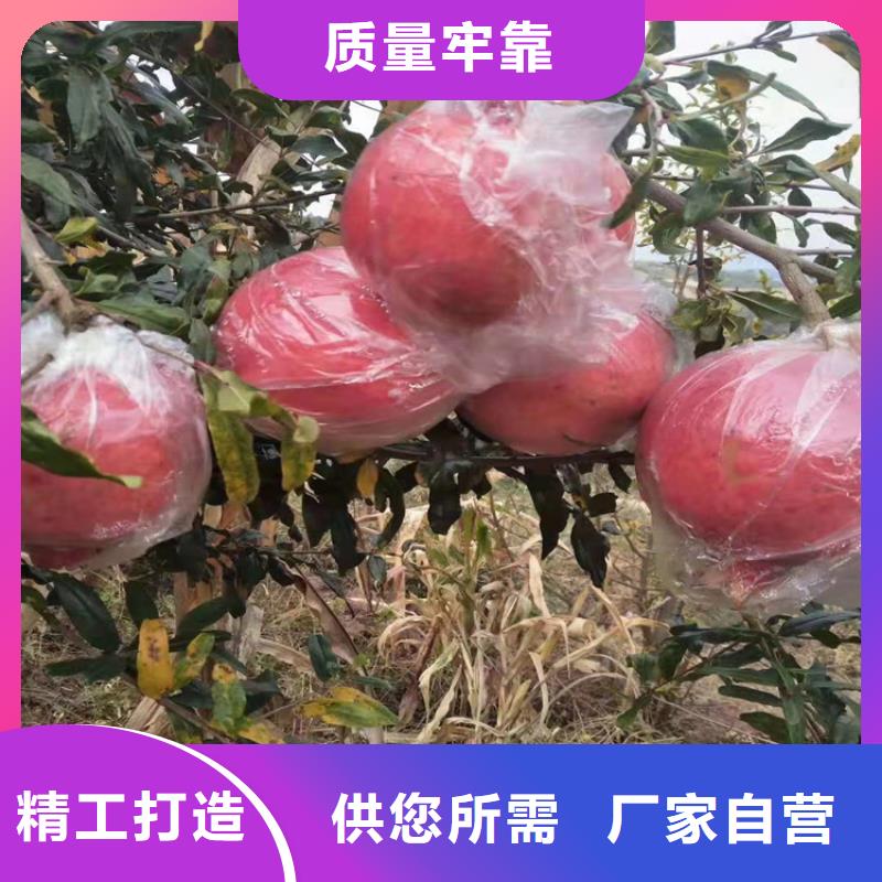 【石榴桃树苗实力商家供货稳定】