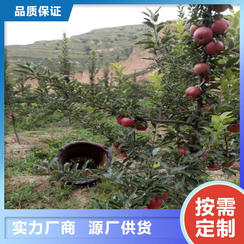 【石榴】苹果苗注重细节