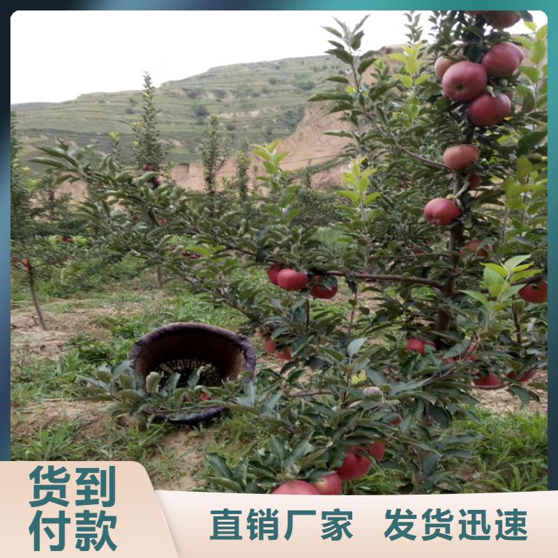 石榴石榴树苗价格公道合理