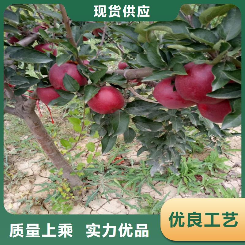 石榴桃树苗一致好评产品